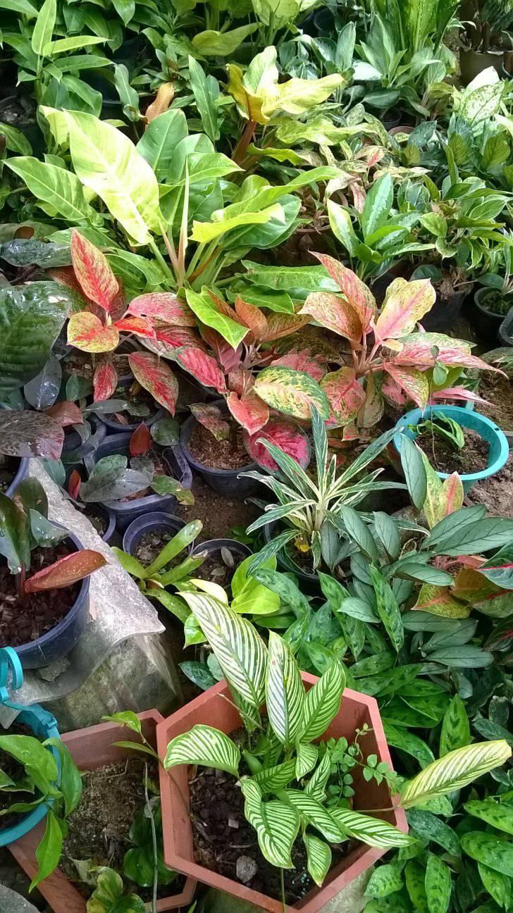 Salgahawatta Plant Nursery Kegalle