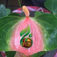 Heshan Anthurium & Plants Nursery