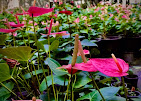 Anthurium Plants Kurunegala/ Chandra Anthurium Nursery