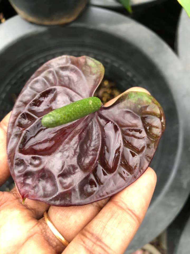 Anthurium Plants Nursery Kurunegala/ Sihila Anthurium